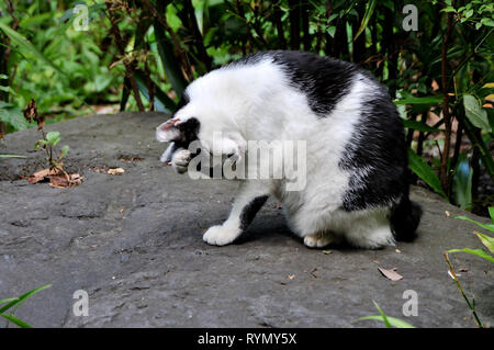 Portrait d'un chat noir et blanc qui est elle-même le nettoyage au parc Ueno à Tokyo au Japon en été Banque D'Images