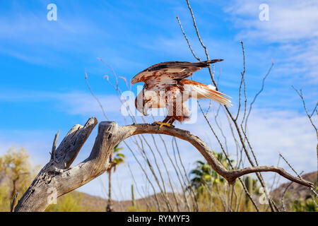 Buse rouilleuse (Buteo Regalis) sur une branche d'arbre Banque D'Images