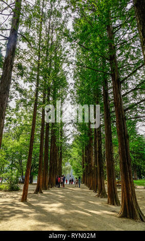 Nami, de Corée du Sud - Feb 6, 2015. Les gens qui marchent à l'arbre parc sur l'Île de Nami. Namiseom est une des destinations touristiques les plus attrayantes dans S. Kor Banque D'Images