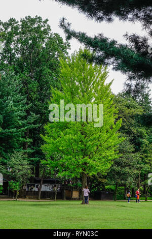 Nami, de Corée du Sud - Feb 6, 2015. Vert des arbres dans le parc de l'Île de Nami (Namiseom), au sud de la Corée. Banque D'Images