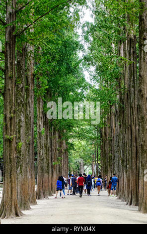 Nami, de Corée du Sud - Feb 6, 2015. Les gens qui marchent à l'arbre parc sur l'Île de Nami. Namiseom est une des destinations touristiques les plus attrayantes dans S. Kor Banque D'Images