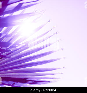 Branches de palmier sous le soleil dans ton ciel couleur pourpre de protons Banque D'Images