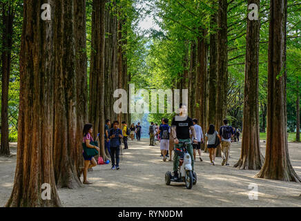 Nami, de Corée du Sud - Feb 6, 2015. Les gens qui marchent à l'arbre parc sur l'Île de Nami. Namiseom est une des destinations touristiques les plus attrayantes dans S. Kor Banque D'Images