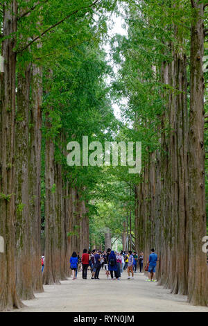 Nami, de Corée du Sud - Feb 6, 2015. Les gens qui marchent à l'arbre parc sur l'Île de Nami. Namiseom est une des destinations touristiques les plus attrayantes dans S. Kor Banque D'Images