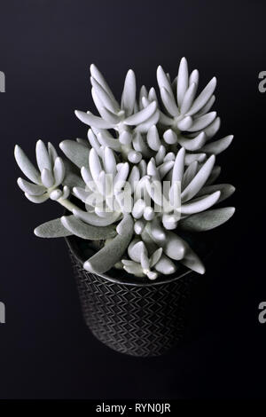 Senecio Haworthii blanche succulentes plantes en pot sur fond sombre Banque D'Images