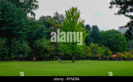 Nami, de Corée du Sud - Feb 6, 2015. Vert des arbres dans le parc de l'Île de Nami (Namiseom), au sud de la Corée. Banque D'Images