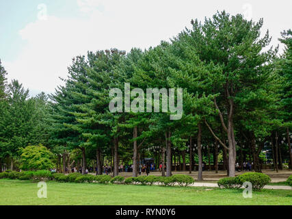 Nami, de Corée du Sud - Feb 6, 2015. Les gens qui marchent à l'arbre parc sur l'Île de Nami. Namiseom est une des destinations touristiques les plus attrayantes dans S. Kor Banque D'Images