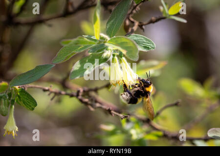 Bourdon sur une fleur dans un jardin au printemps. Selective focus Banque D'Images