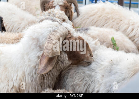 C'est une capture d'un groupe de moutons rassembler pour avoir un repas, et cette photo a été prise dans une ferme Banque D'Images