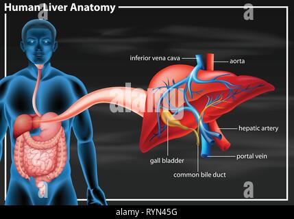 Schéma de l'anatomie du foie humain illustration Illustration de Vecteur