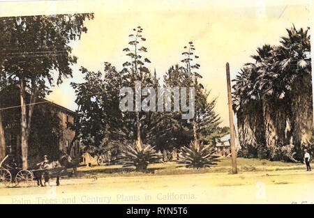 Arbres en Californie, voitures à chevaux aux États-Unis, les chevaux de l'United States, 1904, Californie, Frankreich, palmiers et siècle Palmsin Cali Banque D'Images
