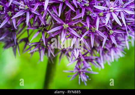 Extreme close-up of purple Allium Globemaster contre floue fond vert Banque D'Images