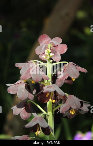 Fritilaria persica, Lily persane, Liliaceae croissant dans le pré. Banque D'Images