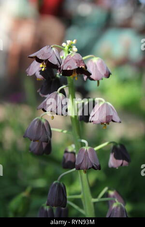 Fritilaria persica, Lily persane, Liliaceae, croissant dans le pré. Banque D'Images