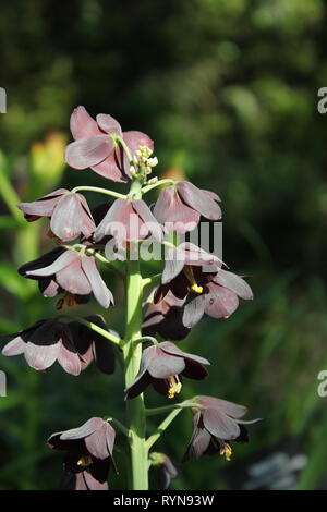 Fritilaria persica, Lily persane, Liliaceae croissant dans le pré. Banque D'Images