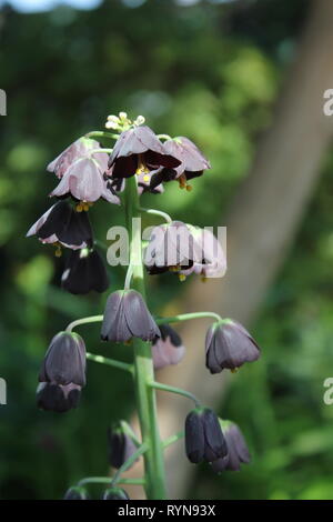 Fritilaria persica, Lily persane, Liliaceae croissant dans le pré. Banque D'Images