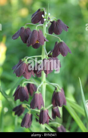 Fritilaria persica, Lily persane, Liliaceae, croissant dans le pré. Banque D'Images