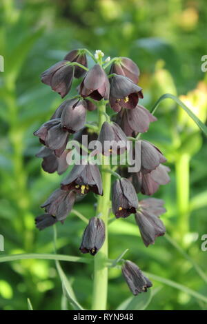 Fritilaria persica, Lily persane, Liliaceae croissant dans le pré. Banque D'Images