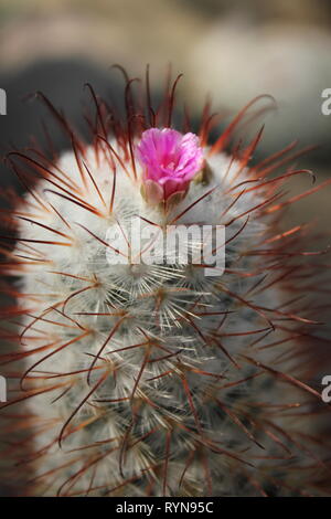 La floraison des plantes cactus du désert avec une fleur rose. Banque D'Images