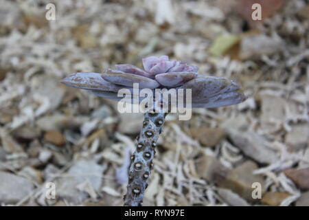 Graptopetalum pentandrum subsp. superbum, Crassulacea, usine de ghost Banque D'Images