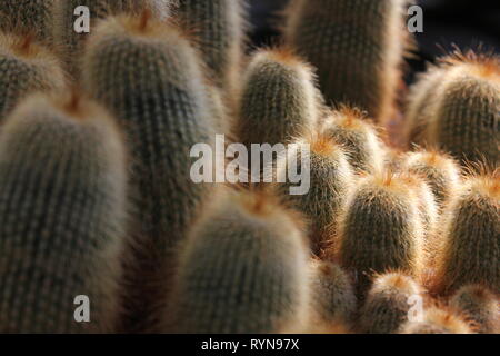 Tour jaune cactus, cactus, cactus, golden ball balle citron cactus, Parodia leninghausii, Notocactus leninghausii Banque D'Images