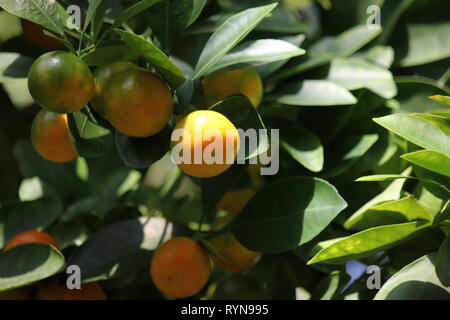 Calamondin, agrumes microcarpa, Citrofortunella microcarpa, Citrofortunella mitis mitis citrus calamondin,, Banque D'Images