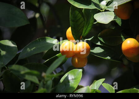 Calamondin, agrumes microcarpa, Citrofortunella microcarpa, Citrofortunella mitis mitis citrus calamondin,, Banque D'Images