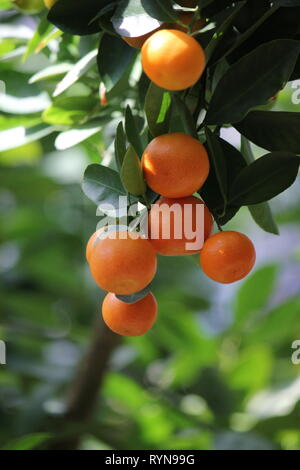 Calamondin, agrumes microcarpa, Citrofortunella microcarpa, Citrofortunella mitis mitis citrus calamondin,, Banque D'Images