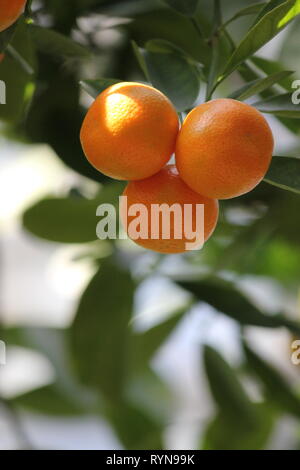 Calamondin, agrumes microcarpa, Citrofortunella microcarpa, Citrofortunella mitis mitis citrus calamondin,, Banque D'Images