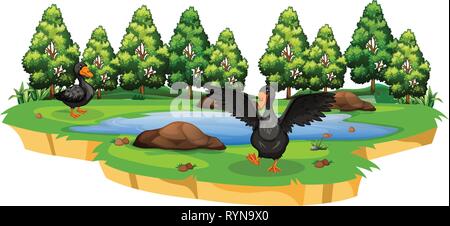 Canards à l'étang parlons nature illustration Illustration de Vecteur