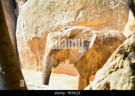 Elefante africano de sabana Loxodonta africana Banque D'Images