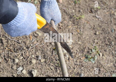 Couper une branche d'arbre avec une main a vu le jardin. La taille des arbres fruitiers dans le jardin. Banque D'Images