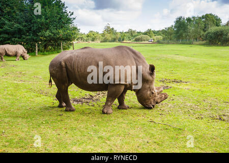 Le grand rhinoceros consommé l'aliment en zoo. Banque D'Images