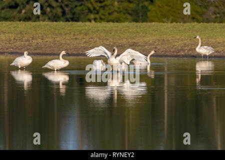 Les cygnes trompettes s'étendant leurs ailes sur un lac avec réflexion Banque D'Images