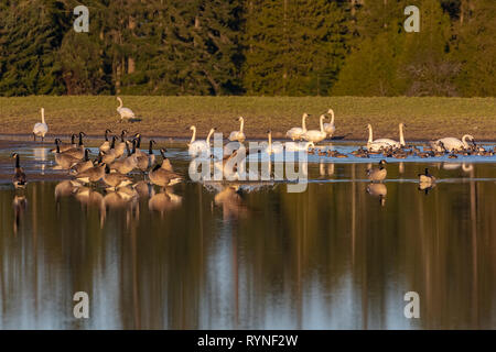 Les Bernaches du Canada et sur le lac des cygnes trompettes Banque D'Images