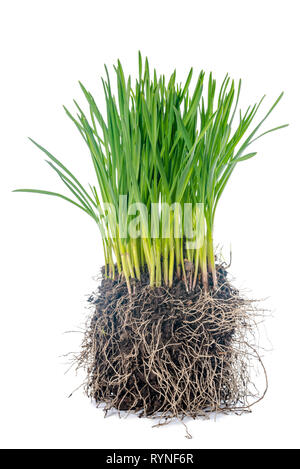 Jeune pousse de printemps avec les racines des plantes l'ail est isolé sur fond blanc Banque D'Images