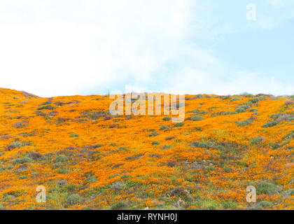 Vue sur les collines le long de Walker dans Canyon Lake Elsinore, Californie du Sud dans l'explosion de fleurs de pavot orange, ciel nuageux au-dessus. Super bloom. Banque D'Images