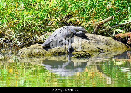 Crocodile américain reposant sur la banque, dans les canaux de Tortuguero près de Puerto Limon, Costa Rica Banque D'Images