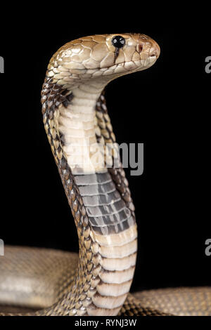 Naja nubie / cobra cracheur de Nubie Banque D'Images