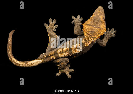 Correlophus rhachodactylus / Crested Gecko Banque D'Images