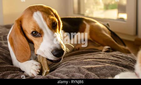 Chiot Beagle de mâcher un chien snack. Mordre un os Banque D'Images