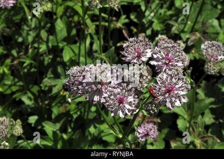 Sanicle Sanicula europaea (bois) floraison sur une clairière dans les Beckumer Berge, Allemagne Banque D'Images