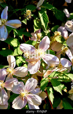 Clematis montana Alba en blanc. Banque D'Images