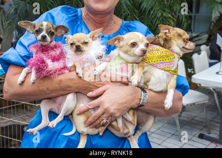 Miami Florida,Temple Israël,Bow Wow Palooza InterFaith Bénédiction des animaux,propriétaire,chien,quatre chiens,animal,Chihuahua,jouet race,femme femme femme,tenue Banque D'Images