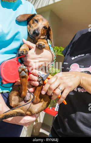 Miami Florida,Temple Israël,Bow Wow Palooza InterFaith Bessing of the Animals,propriétaire de la communauté,animal,chien,Dachshund,chien coupe-ongles,coupe-cheveux,toilettage,FL Banque D'Images