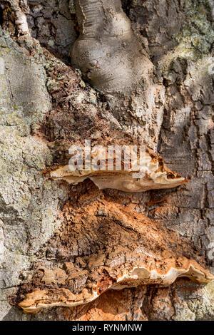 La texture du bois de l'écorce utilisation comme fond naturel. Texture rugueuse noeud sur tronc de l'arbre libre. La texture de l'écorce de vieux bois. Tronc de l'arbre naturel surface fissurée c Banque D'Images