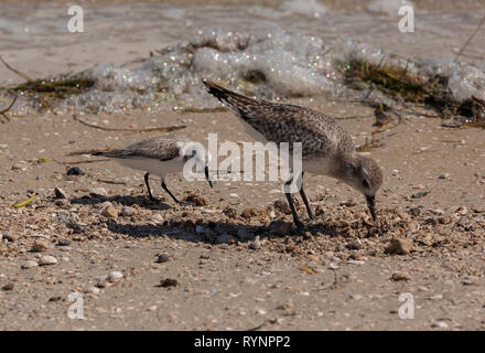 Pluvier argenté Pluvialis squatarola, en plumage d'hiver, à la recherche de nourriture en tideline, avec Sanderling. Floride Banque D'Images