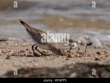 Pluvier argenté Pluvialis squatarola, en plumage d'hiver, à la recherche de nourriture en tideline, avec Sanderling. Floride Banque D'Images