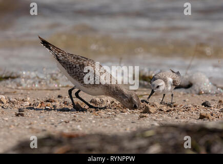 Pluvier argenté Pluvialis squatarola, en plumage d'hiver, à la recherche de nourriture en tideline, avec Sanderling. Floride Banque D'Images