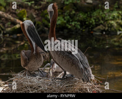 Paire de Le Pélican brun Pelecanus occidentalis, au nid, avec les jeunes. Floride Banque D'Images